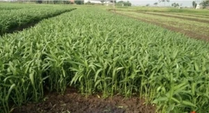 300 Seeds Kangkong Water Convolvulus Spinach Omg Choy, Rau Muong Ung Choi - Picture 1 of 2