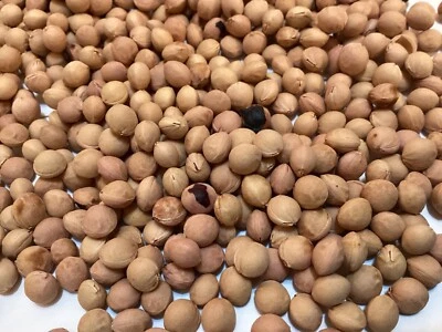 Black Chokecherry Tree Seeds (PRUNUS VIRGINIANA) (Black Choke Cherry) - Image 1 of 4