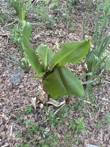 Cavendish Banana Tree 1Ft Tall - Picture 1 of 1