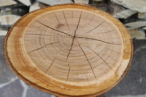 Kirschholz Kirschholzstamm # 45-50 cm hoch # Drechselholz Drechseln Kirschbaum 6 - Bild 1 von 4