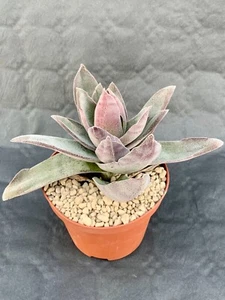 Crassula Granat Lotus Topf Ø 10,5 - Bild 1 von 1