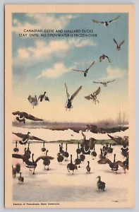 Canadian Geese Mallard Ducks Frozen Pond Game Commission Of PA Linen Postcard - Picture 1 of 2