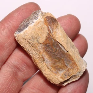 Fossile di dinosauro osso agato agato - dalla formazione Hell Creek Cretaceo - Foto 1 di 8