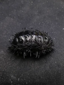 Acanthopleura spinosa chiton oddity 56mm. Sea shell. home collectors #14658 - Picture 1 of 4