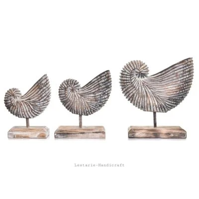 LESTARIE 3er Muschel Deko Shark Eye Sea Snail Meeresschnecken Muscheln Unikat - Bild 1 von 3