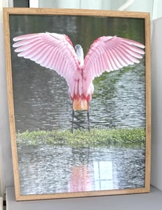Framed Photograph Pink Spoonbill on Sanibel Island 17 X 20 New - Picture 1 of 1
