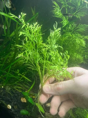Water Sprite Lace Leaf Indian Fern -Live Easy Aquarium plant (BUY 2 GET 1 FREE!) - Image 1 of 4