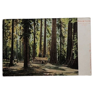 Vintage Yosemite Mariposa Big Tree Grove Undivided Back Postcard - Picture 1 of 2