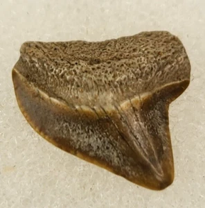 Squalicorax kaupi 0,53" dente di squalo fossile "corvo" - Wenonah Fm. - Big Brook, NJ  - Foto 1 di 4