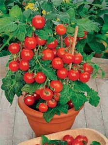 Semillas de Tomate Balcón Rojo F1 10 Semillas Hogar Tomates Ucrania Sueño de Jardinero - Imagen 1 de 2