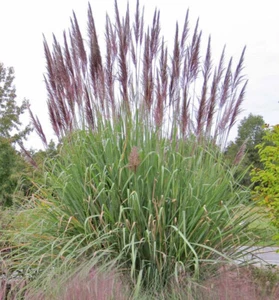 Erianthus Ravennae x 1 Plant - Ornamental Grass - Substute For Pampas Grass - Picture 1 of 4