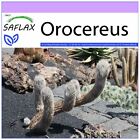 SAFLAX  - Orocereus - 40 semi - Oreocereus