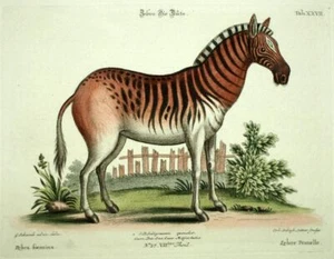 LE QUAGGA ou COUAGGA gravure lithographie Johann Michael Seligmann 1768 - Picture 1 of 3