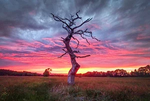 Canvas Art Striking Pink Purple Sunset Over Bare Tree Wall Picture Poster Print - Picture 1 of 22