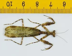 MANTIDAE - Moss Mantis (männlich) - Tapah Hills - MALAYSIA - 8581 - Bild 1 von 1