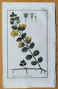 Lysimachia + Medicinal Plants Botanical Prints by Zorn + 1796 - Picture 1 of 1