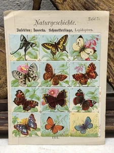 Deutsche Naturkunde Minidrucke - 19. Jahrhundert?  Tafel 71 Insekten Schmetterlinge - Bild 1 von 11