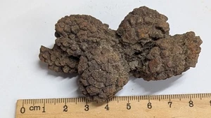COPROLITE Dinosaur poop Fossil from Madagascar (#F7024) - Picture 1 of 1
