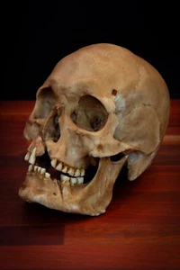 Calavera vikinga - tamaño natural - pieza de calidad súper detallada - envío GRATIS. - Imagen 1 de 6