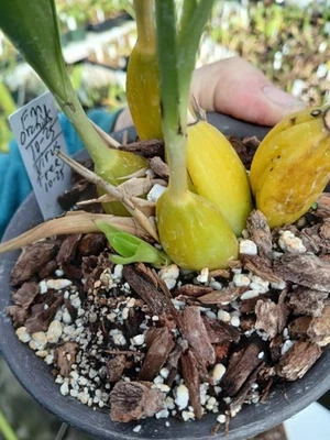 coelia macrostachya orchid species DIVISION - Image 1 of 4