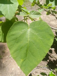Empress Tree/ Foxglove Tree Purple 1000 Semente Paulownia tomentosa Seeds Garden - Picture 1 of 4