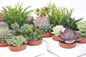Sukkulenten Mix mit 10 Pflanzen im 5,5cm Topf - Bild 1 von 5