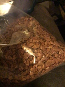 Chinese mahogany tree seeds (toona sinensis). Aka Chinese toon, Chinese cedar - Picture 1 of 2