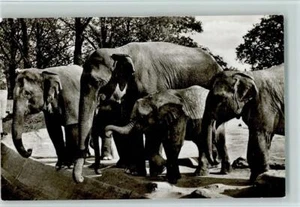 11030204 - Elefantes instalación libre 1958 postal zoológico - Imagen 1 de 2