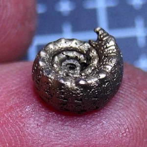 11mm Ammonit Pyrit Jura Dino Fossil Frankreich Lot Gold 2127 - Bild 1 von 11
