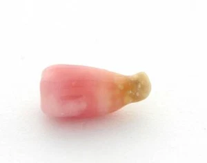 CONCH PEARL PINK CERTIFIED RARE NATURAL 2.08 CARAT UNUSUAL - Picture 1 of 4