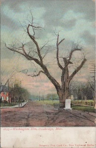 Postal antigua de Cambridge Massachusetts Washington Elm sin publicar - Imagen 1 de 2