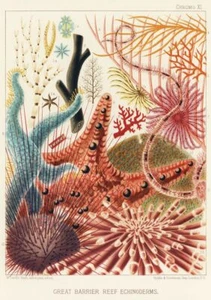 Impresión de arte de pared vintage de 1893 de la Gran Barrera de Coral equinodermos William Saville-Kent - Imagen 1 de 6