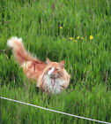 Photo 6X4 Ginger Tom In High Grass Southgate/Tg1424 A Large Ginger Cat ( C2009