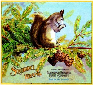 Impresión de etiqueta de caja de cítricos naranja Riverside Arlington Heights Squirrel #3 - Imagen 1 de 1