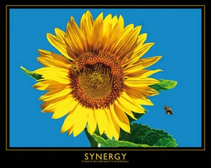 POSTER Synergy Sonnenblume und Biene - Bild 1 von 1