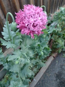 POPPY SEEDS (Papaver Somnif) 500+ Pink Peony. Heritage, Traditional, Medicinal. - Picture 1 of 2