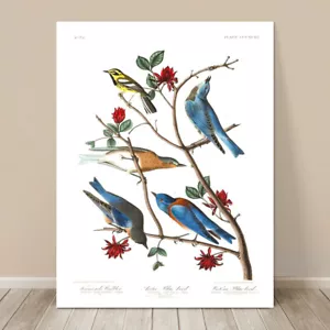 ARTE DE PÁJARO FAMOSO ~ IMPRESIÓN EN LIENZO 8x10" ~ JOHN AUDUBON ~ Pájaros azules y curruca - Imagen 1 de 1