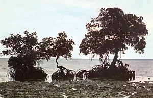 Mangrovenbäume --POSTKARTE - Bild 1 von 2