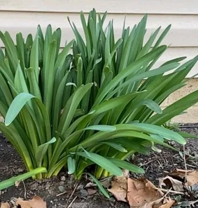 Surprise Lily Bulbs Or Naked Ladies (3) Freshly Dug - Picture 1 of 18