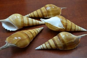 5 STCK. VERSCHIEDENE TIBIA CURTA MUSCHEL STRAND HANDWERK DEKOR 4 1/2" - 5" #7928 - Bild 1 von 1