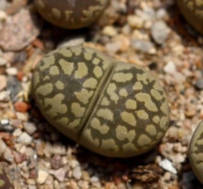 SEEDS - Lithops otzeniana  W Brakfontein  20seeds - Image 1 of 3
