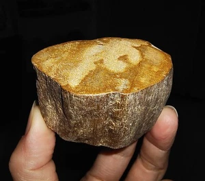 TRONCO DE MADERA PETRIFICADA, FÓSIL PULIDO SUPERIOR DE SUMATERA, INDONESIA, 52MM - Imagen 1 de 6