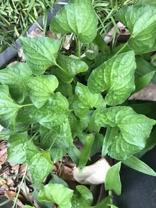 15 Purple Wild Violets Starter Plants Flower Bulbs Perennial Bare Root Easy Grow - Picture 1 of 3