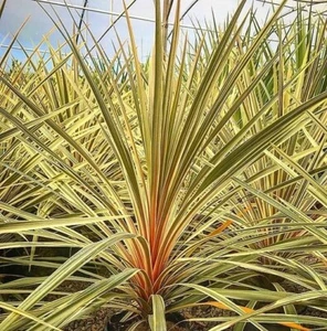 Cordyline australis (Torbay Dazzler) cabbage palm 3L Pot XXL Plants to your door - Picture 1 of 12