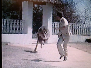 WILDE ERNTE; LÖWENTHRILLER MIT TOM SKERRITT; 1981 - DVD - Bild 1 von 1