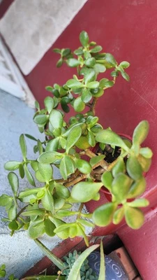 Crassula ovata, planta de jade 13" envío raíces desnudas. Foto 1 de 4