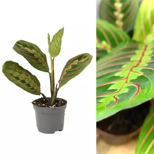 2 x Maranta Fascinator - Tricolour Prayer Plant - 20-25cm in Height Inc Pot - Picture 1 of 6