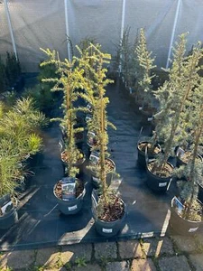 Cedrus libani 'Glauca Pendula' Blaue Libanon-Zeder 80–100cm winterhart Pflanze - Bild 1 von 4