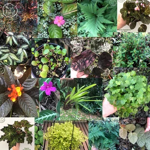 Terrarium pack - Picture 1 of 1