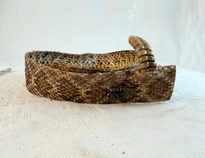 #5 Western Diamondback rattlesnake hatband center cut 1.5" 8 button rattle - Image 1 of 4